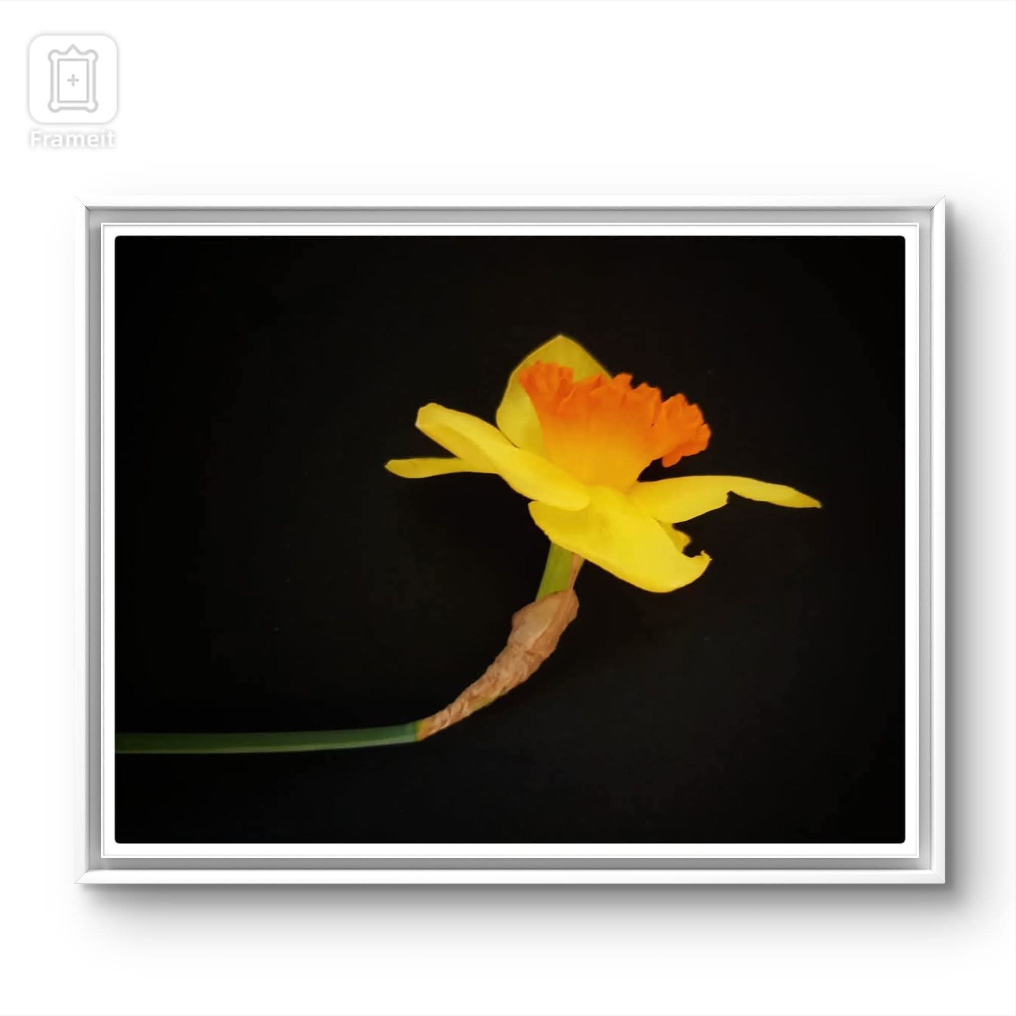 Il narciso