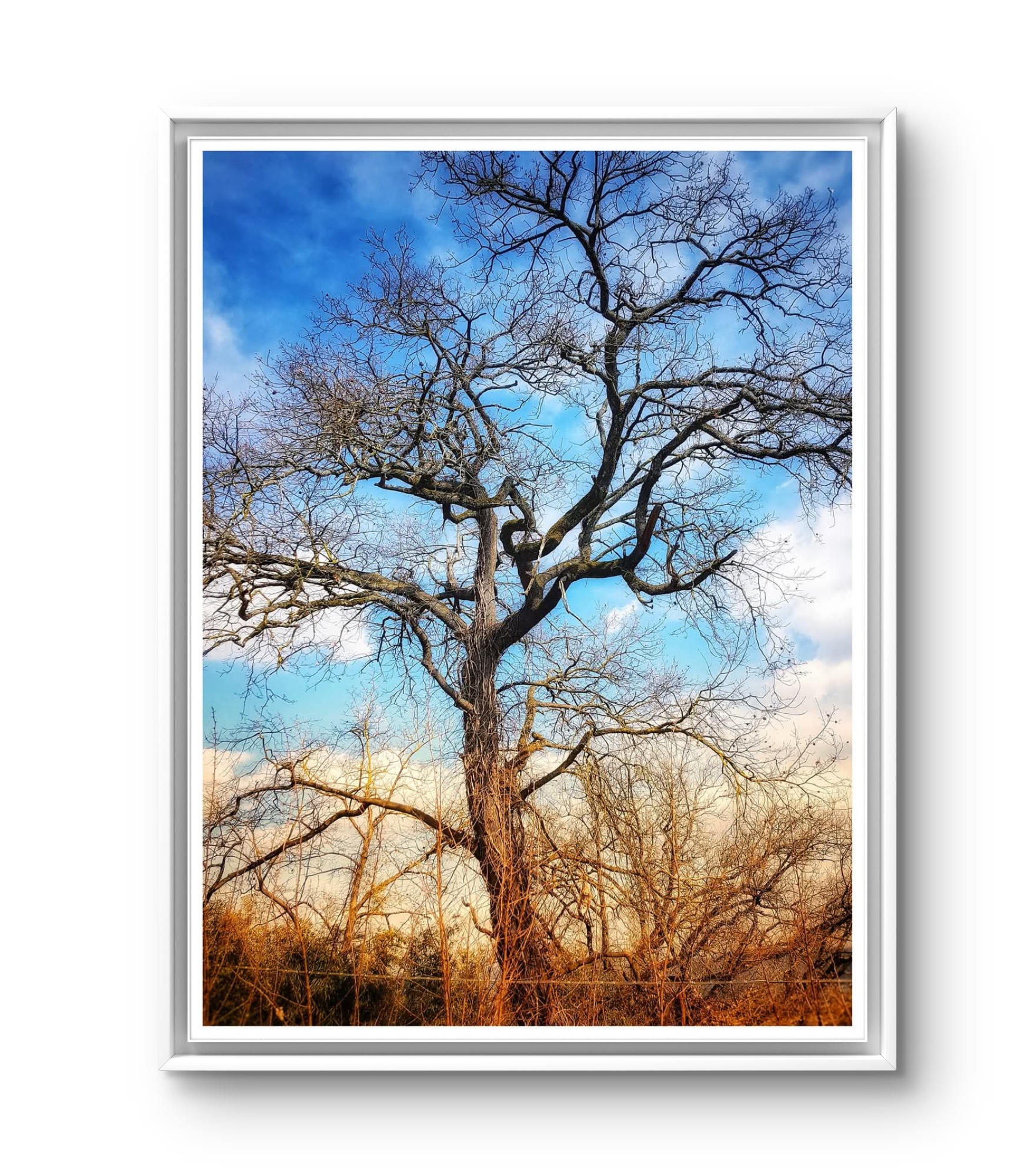 Albero di Giotto