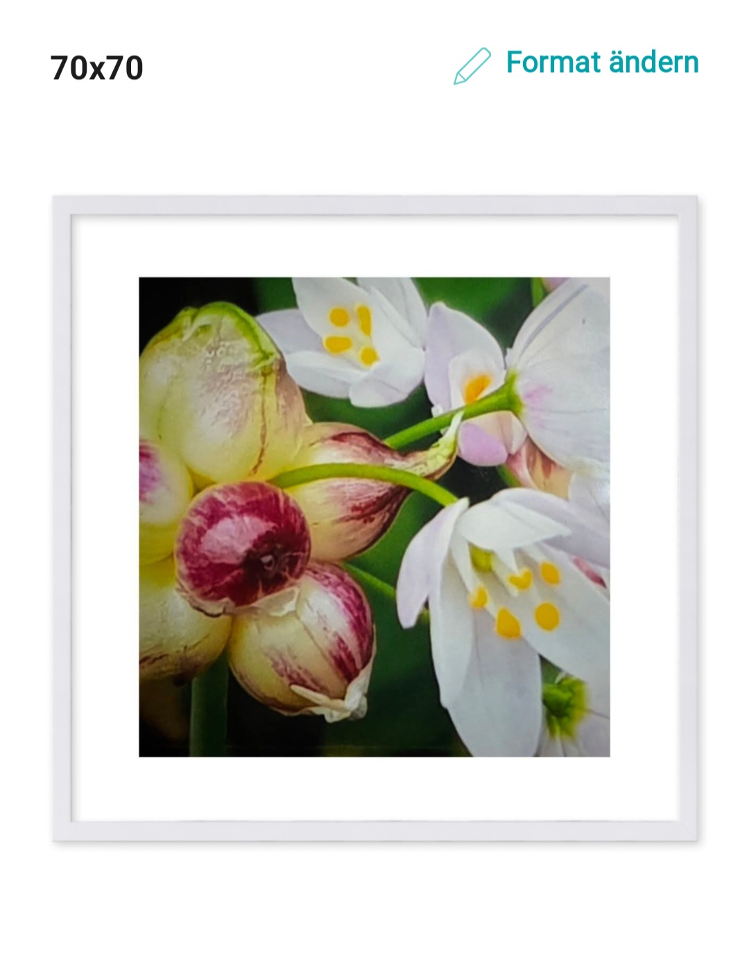 Allium roseum
