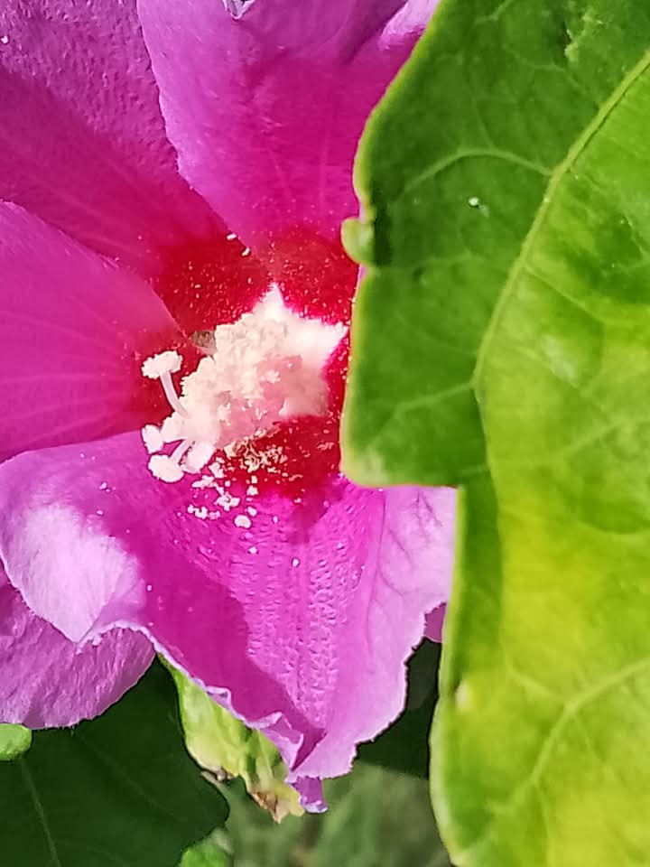 Nature
